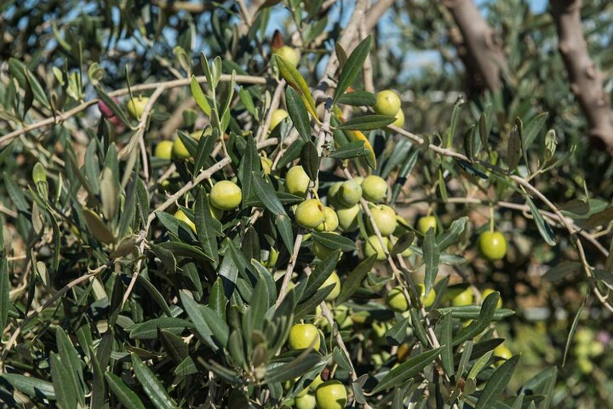 Un árbol con muchos frutos verdes.