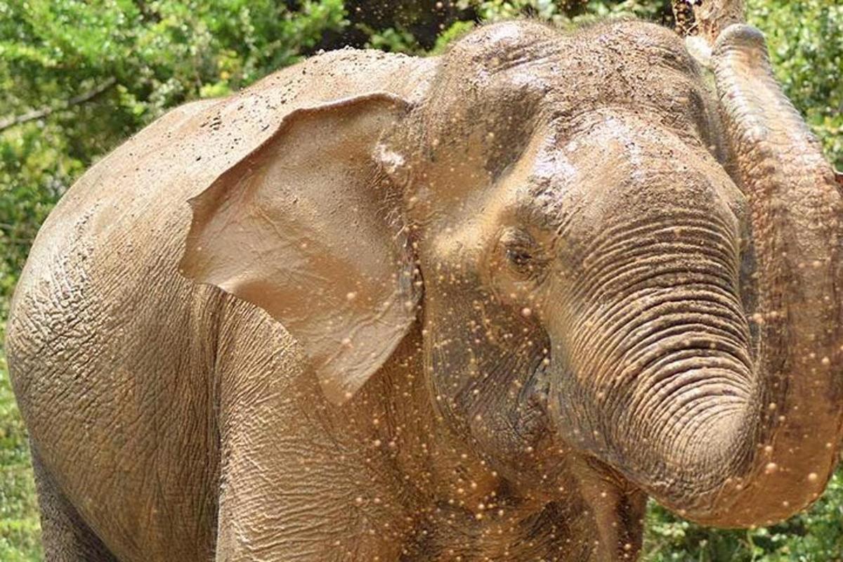Un elefant este acoperit de noroi cu trompa sa