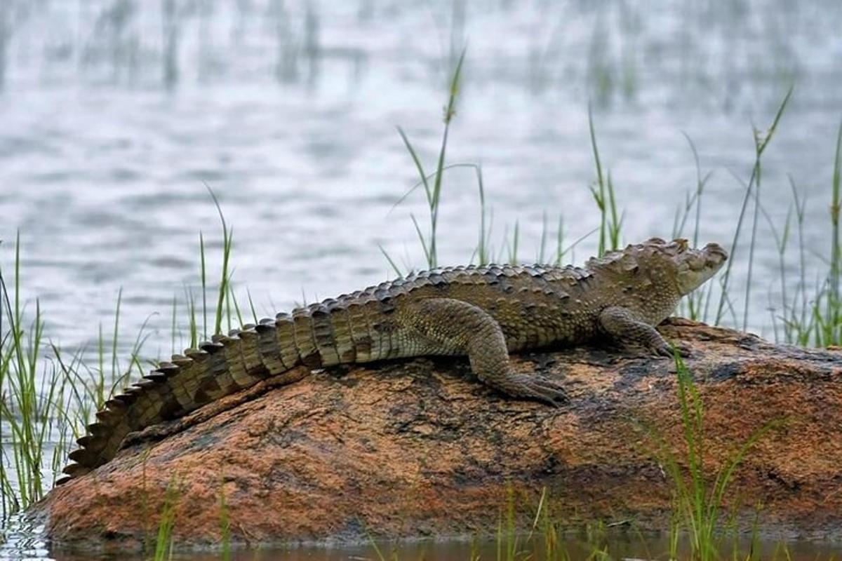 ještěrka sedící na skále u vody