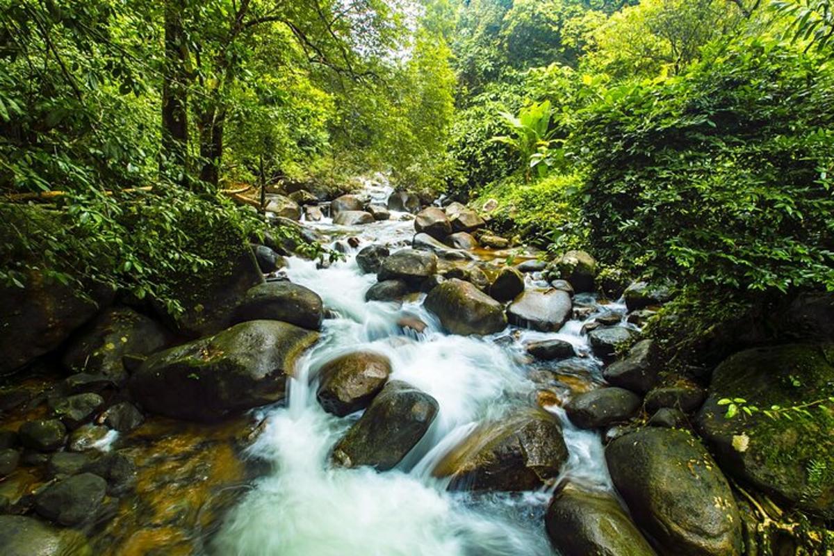 a stream of water with rocks in a forest