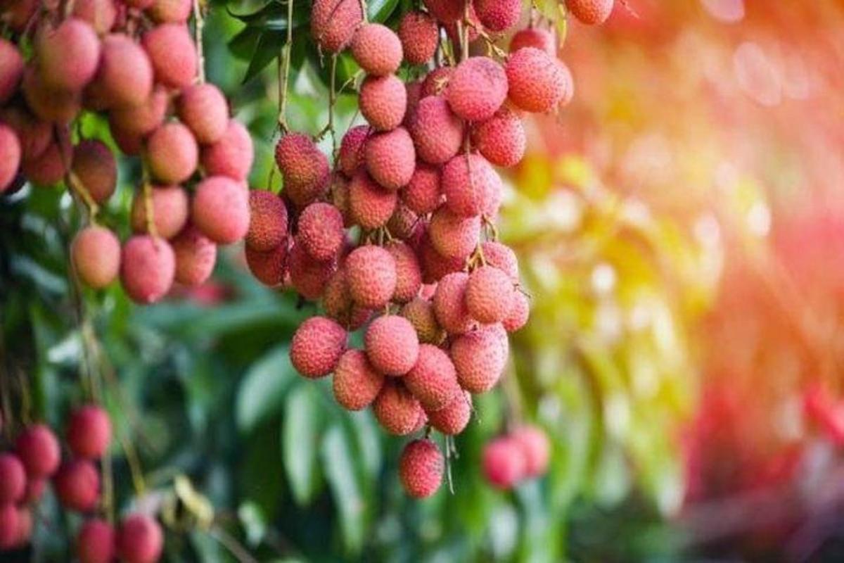um cacho de frutas vermelhas pendurado em uma árvore