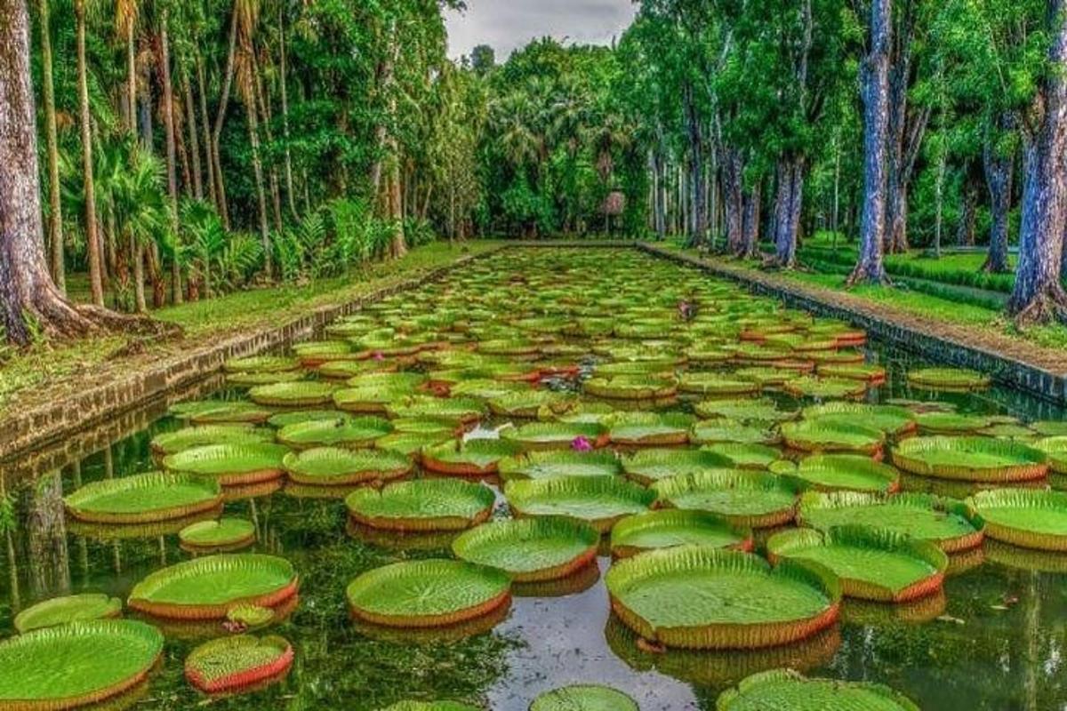 un grande stagno con ninfee verdi nell'acqua