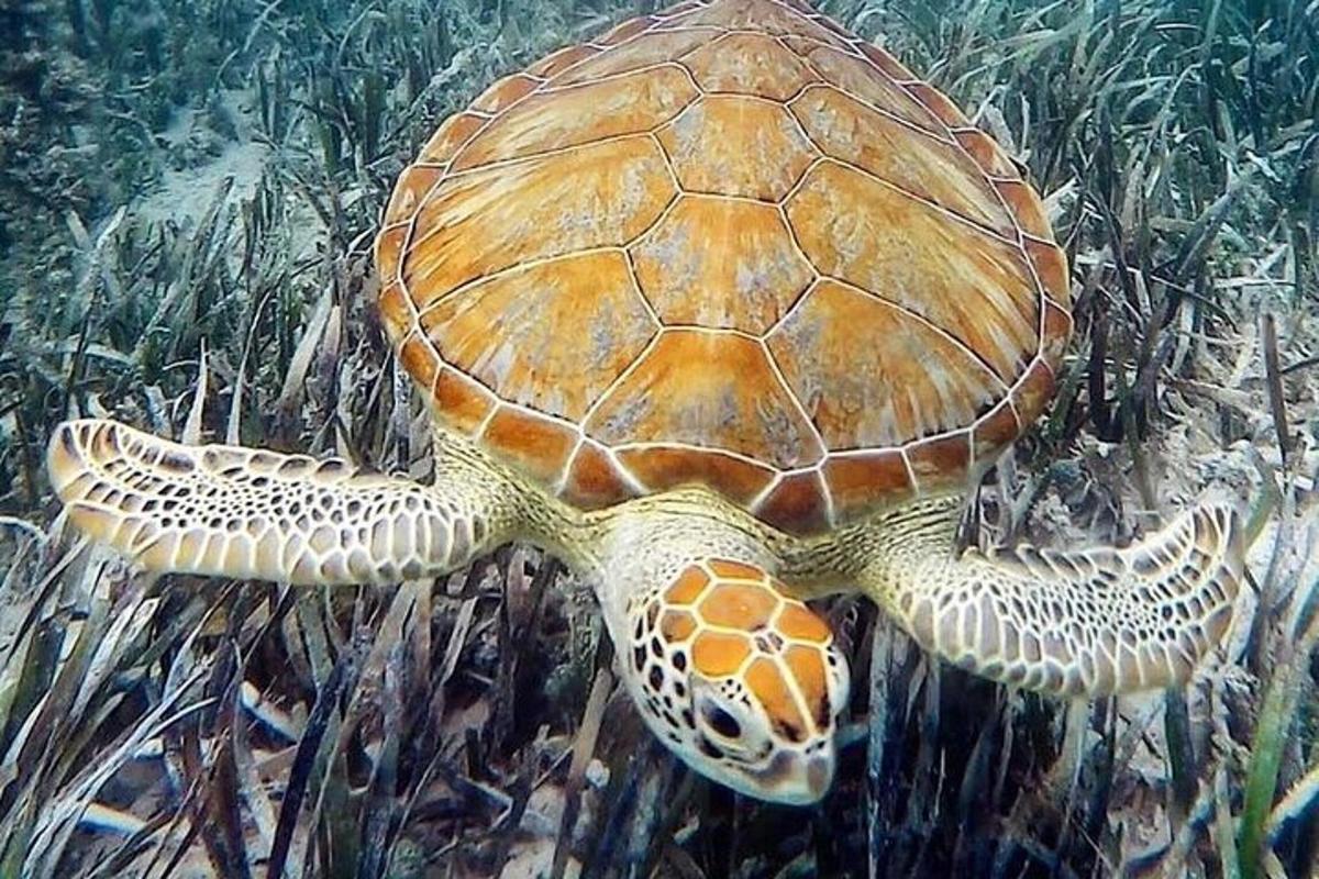 a sea turtle is swimming in the water