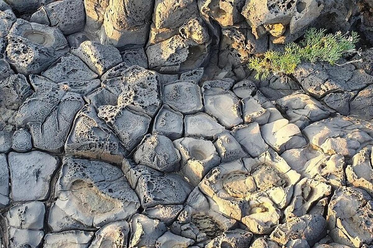 un terreno roccioso con una pianta sopra