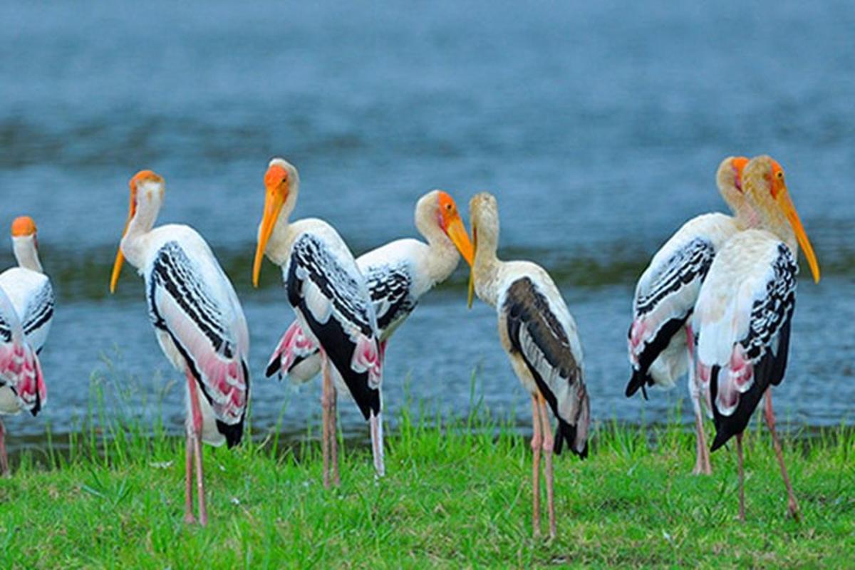 a group of birds standing in the grass near the water