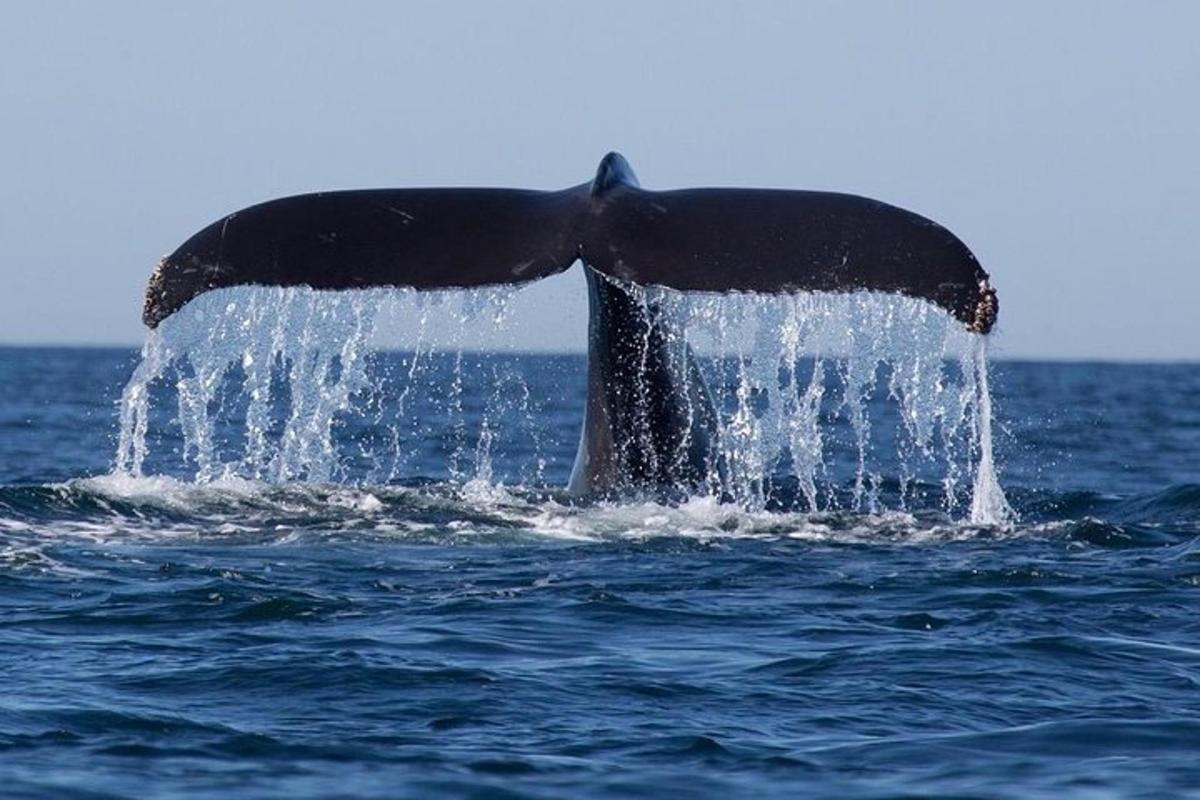 una cua de balena a l'oceà