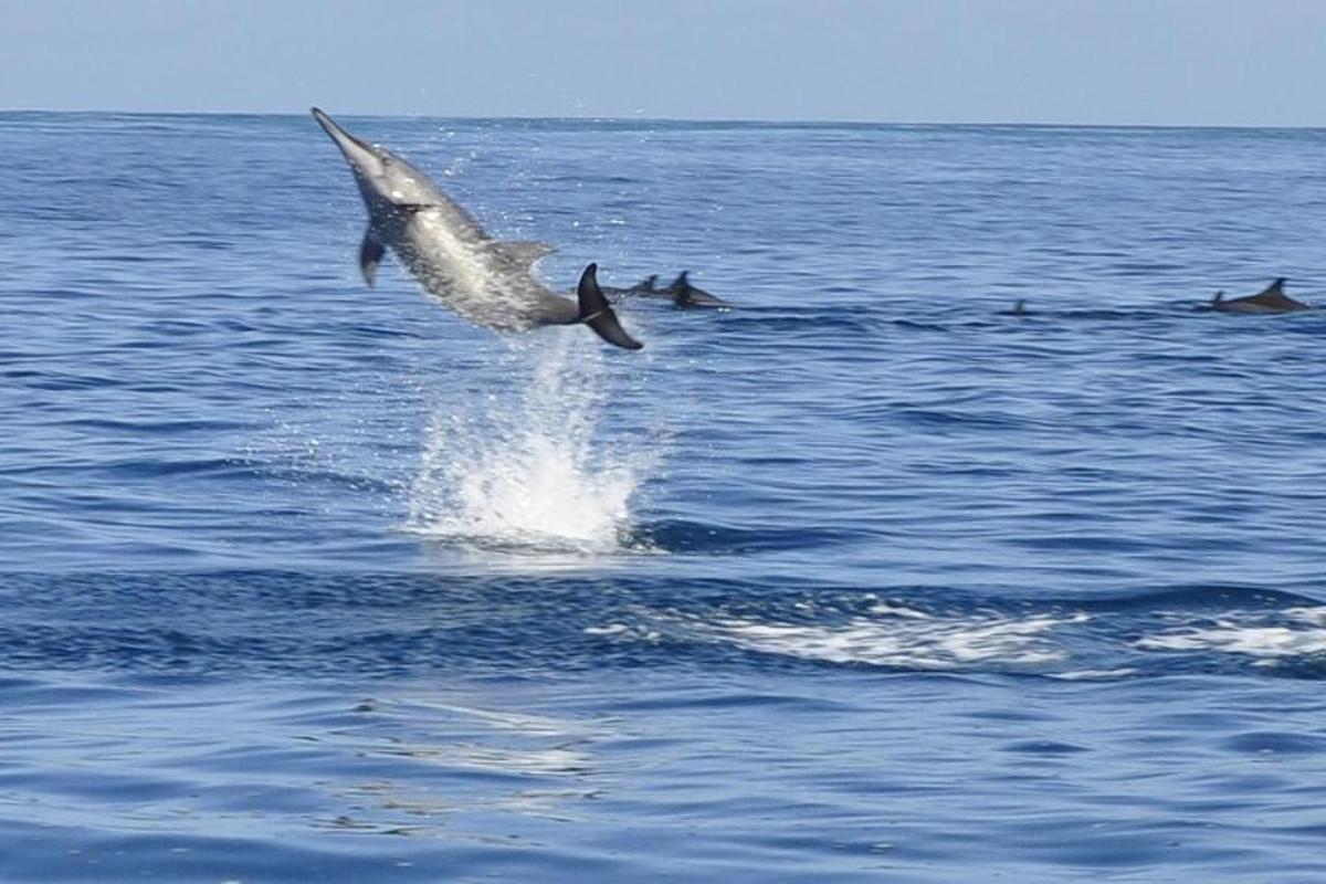 Un delfín saltando fuera del agua en el océano.