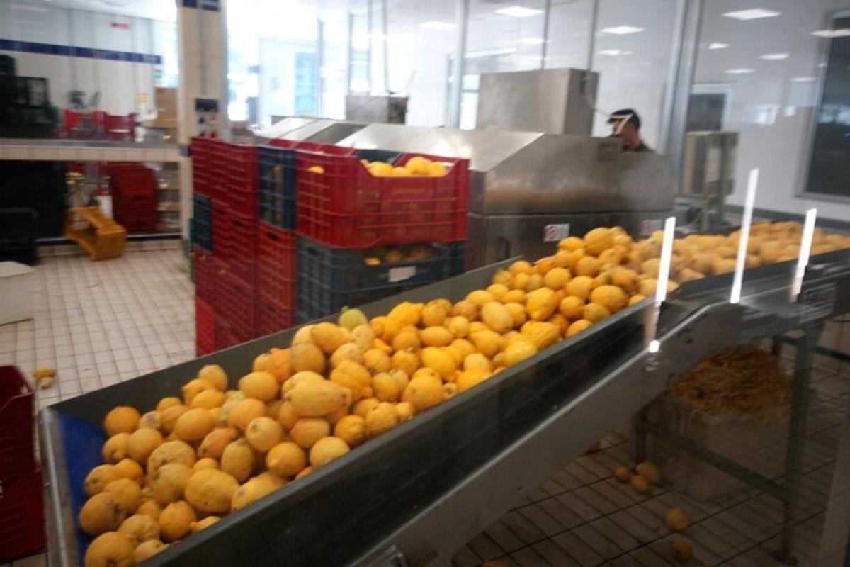 a bunch of oranges are being made in a machine