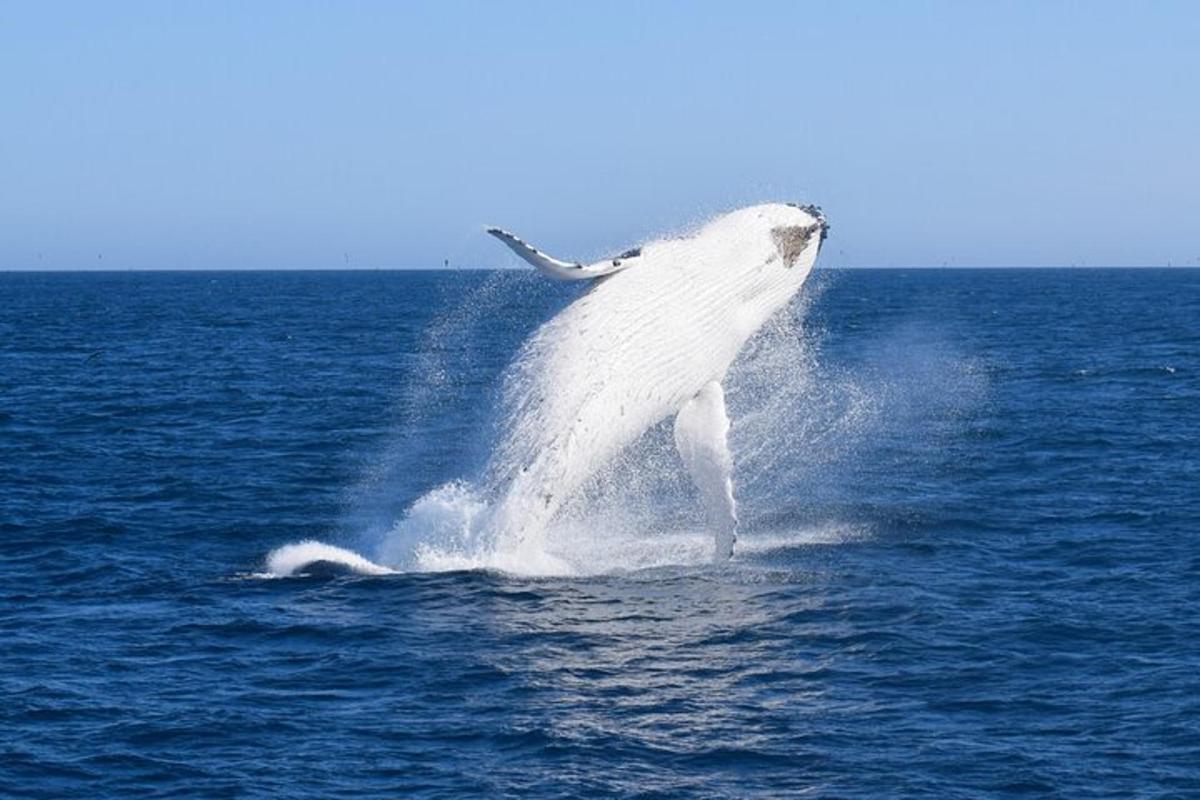 a white whale standing in the water