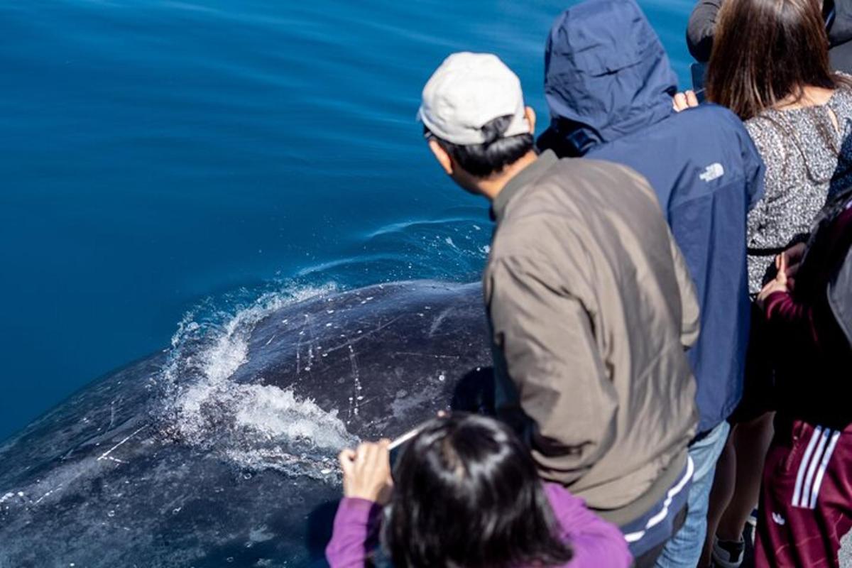a group of people looking at a whale in the water