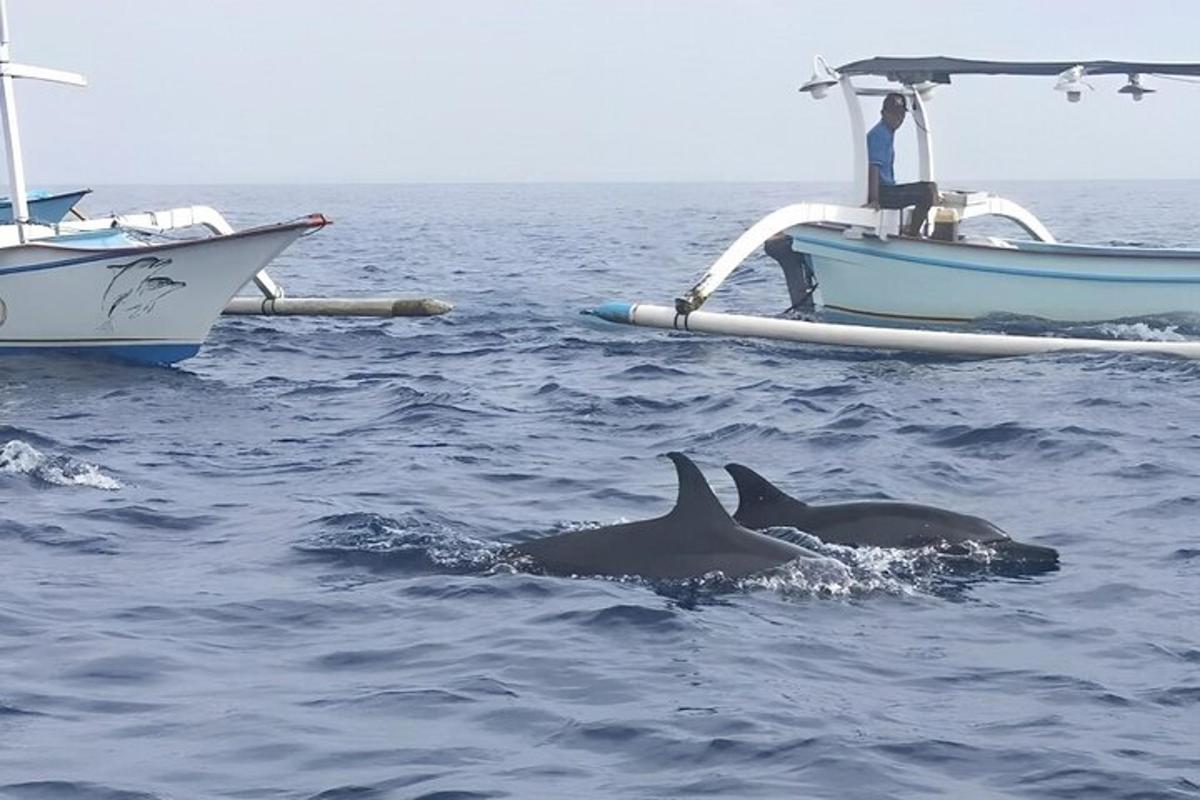 two dolphins in the water next to a boat