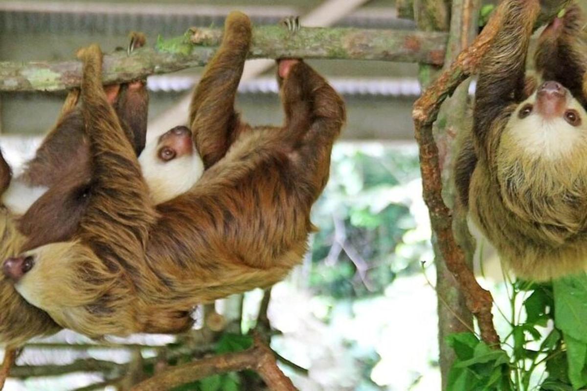 sekumpulan tiga sloth yang tergantung pada tiang