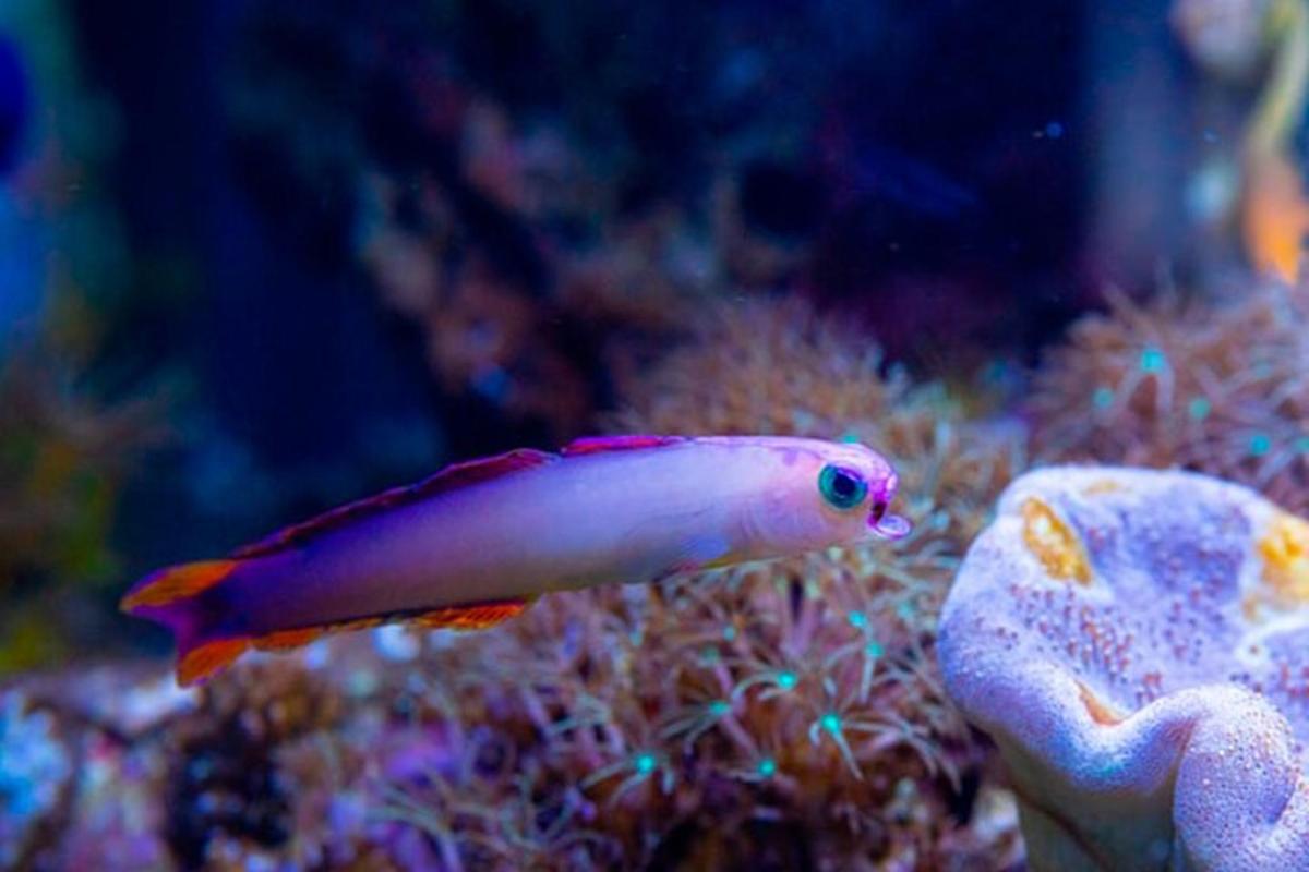 Un pez morado está nadando en un acuario.