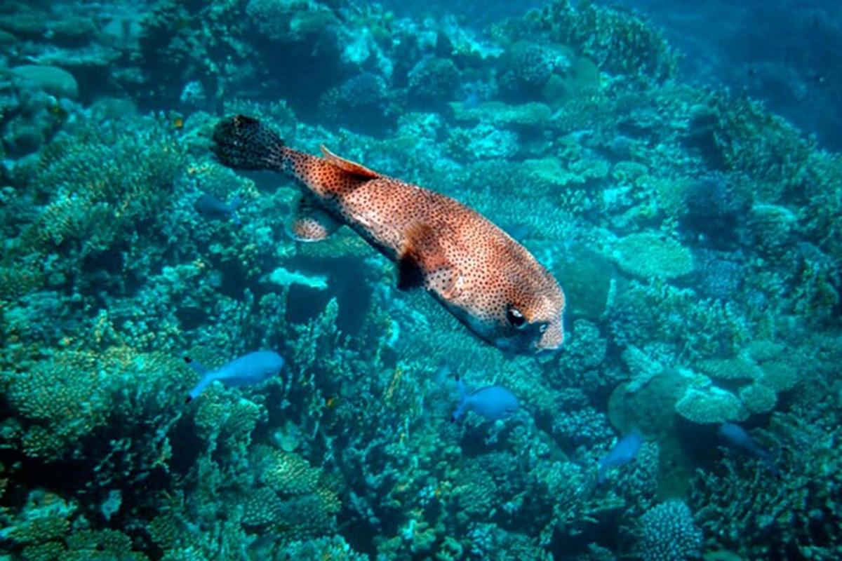 un pez nadando en el agua cerca de un arrecife