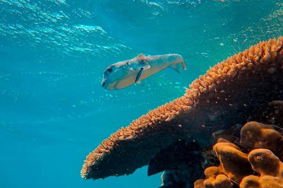 una tortuga marina nadando sobre un arrecife de coral