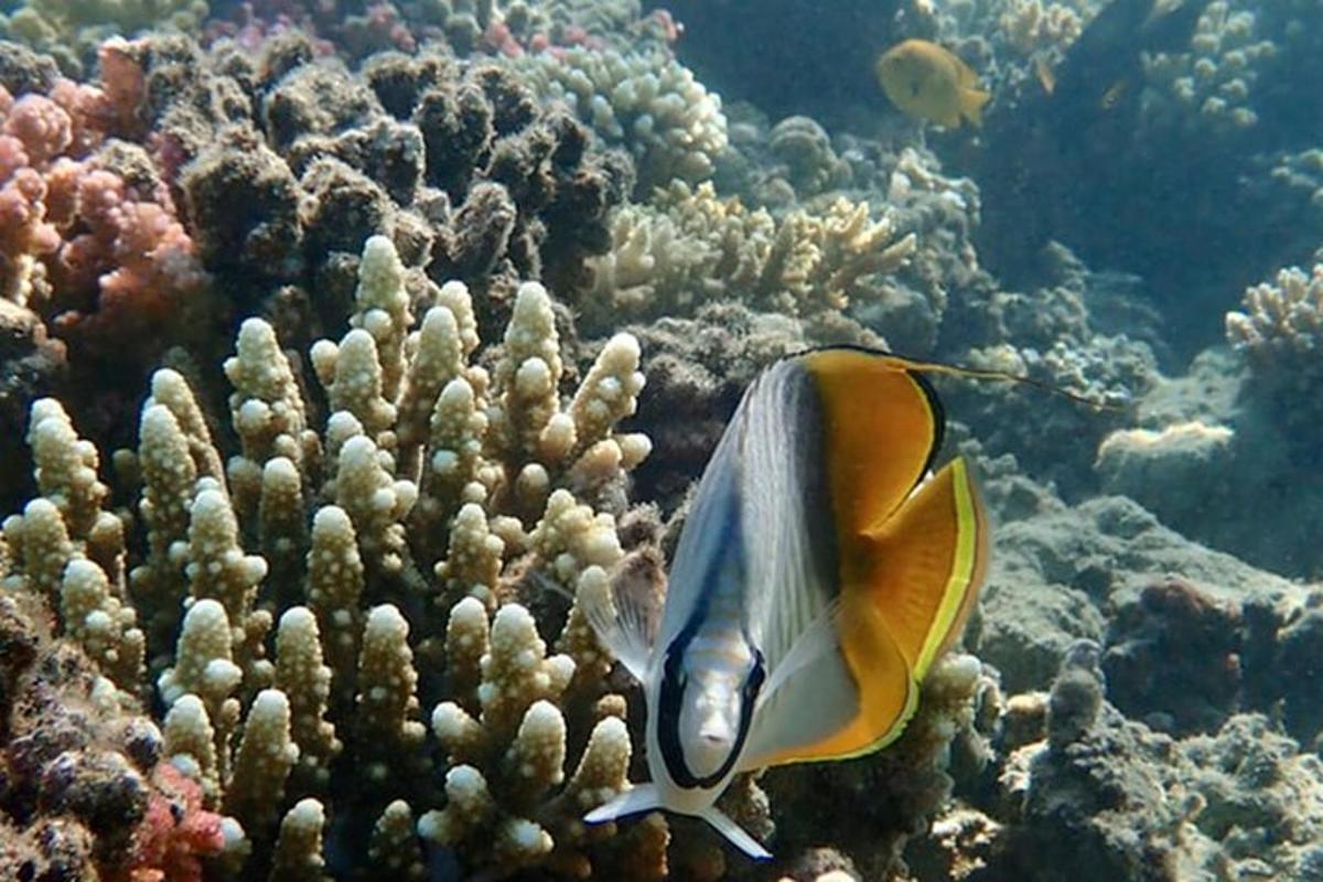 un pez payaso nadando sobre un arrecife de coral