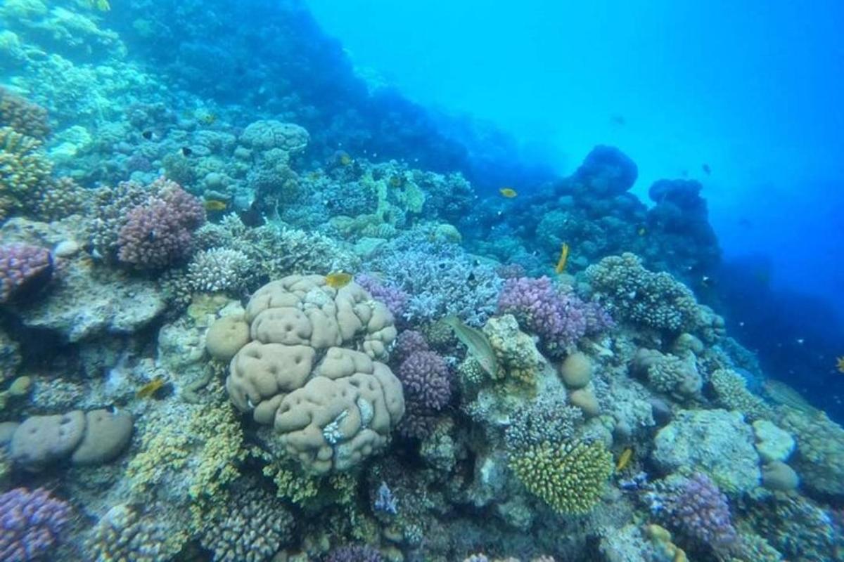 ein Korallenriff mit vielen Fischen darauf