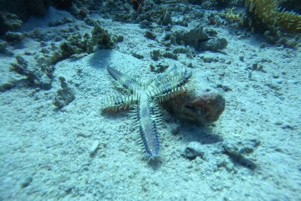 海の砂の上に横たわるヒトデ