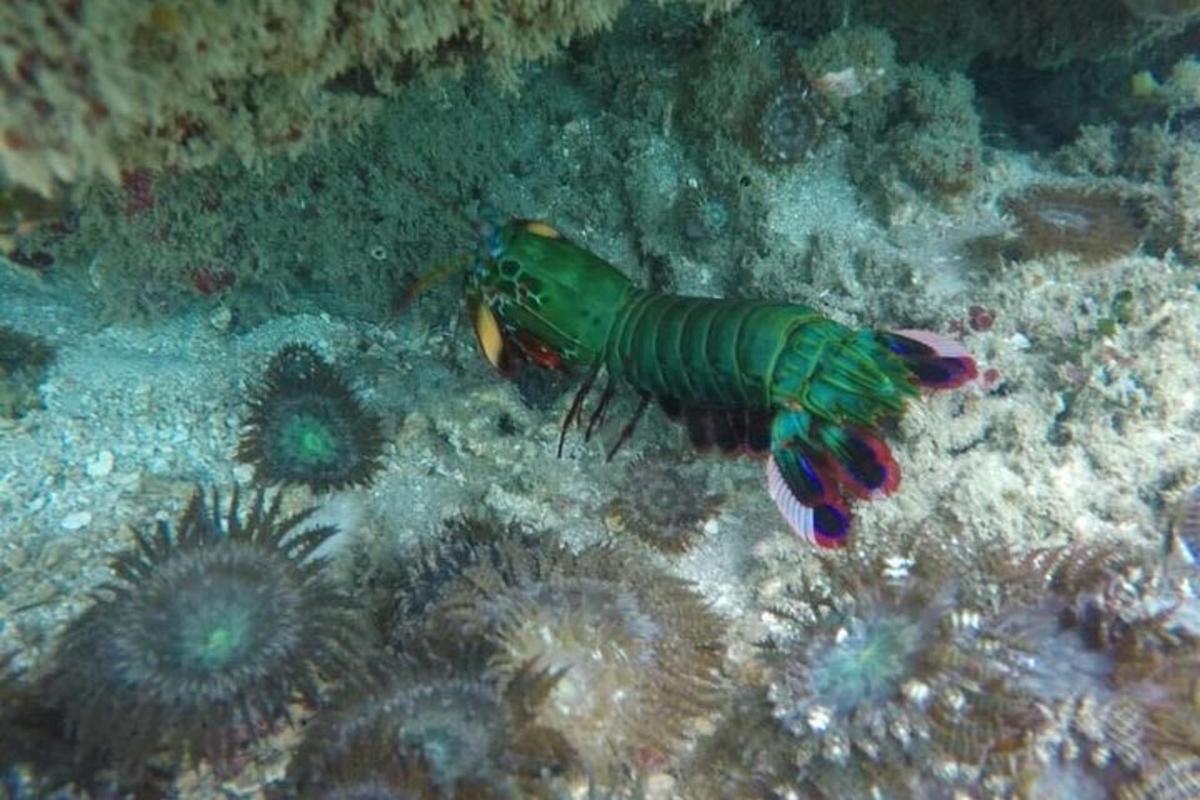 a colorful shrimp and a fish in the ocean
