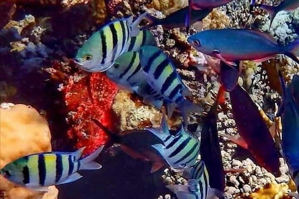 skupina pisanih rib v akvariju