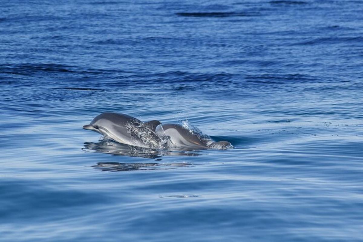 Lankytinos vietos ar pramogos nuotrauka numeris 7