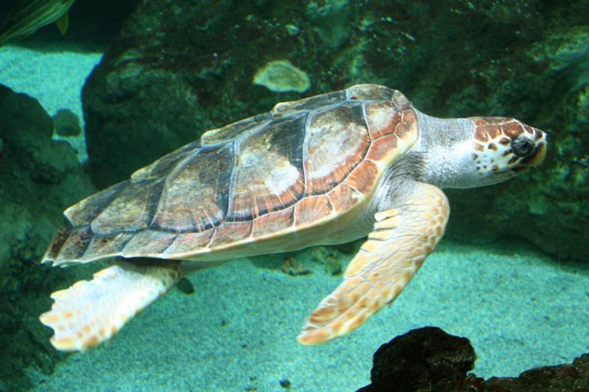 a green sea turtle swimming in the water