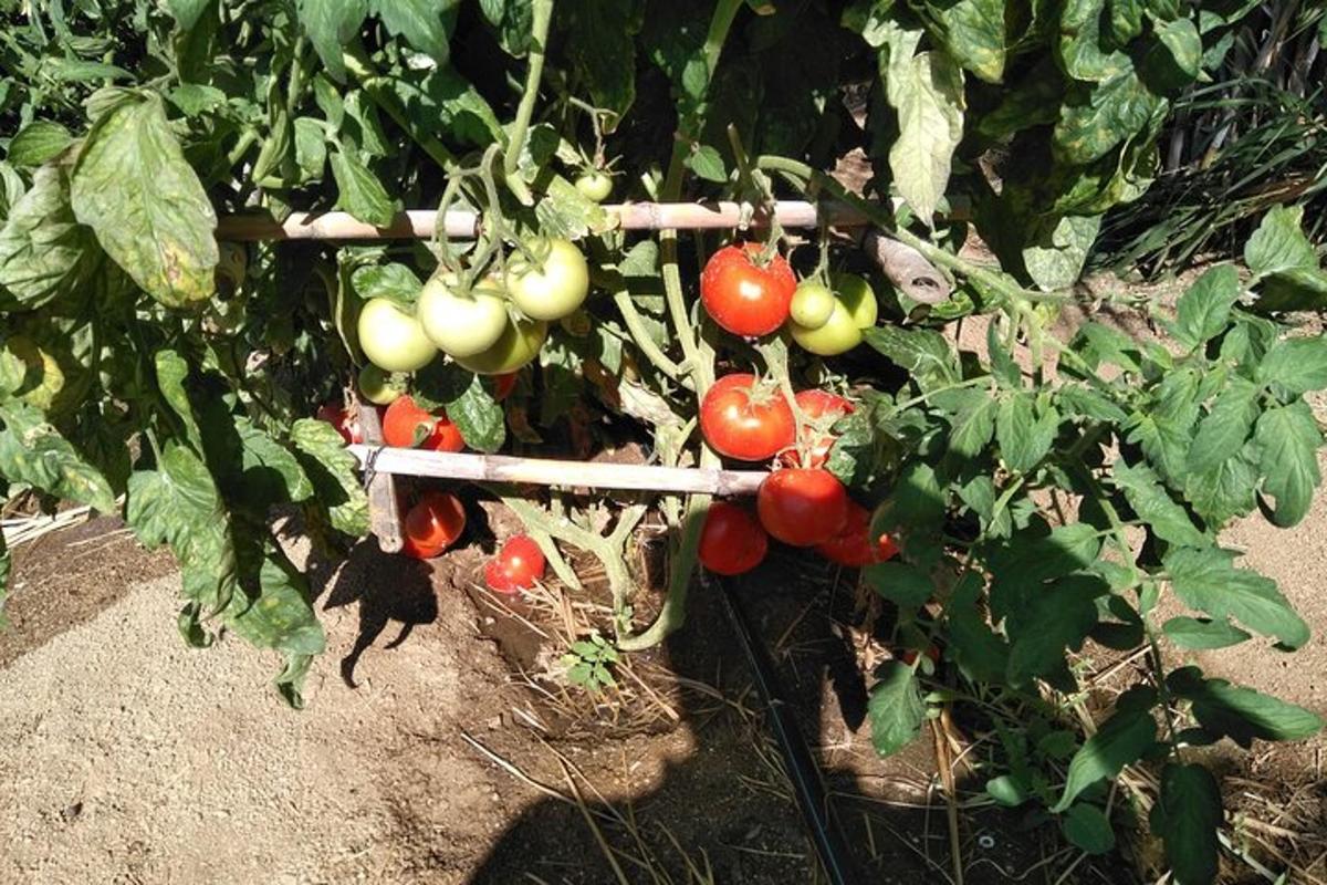 Un montón de tomates creciendo en una planta.