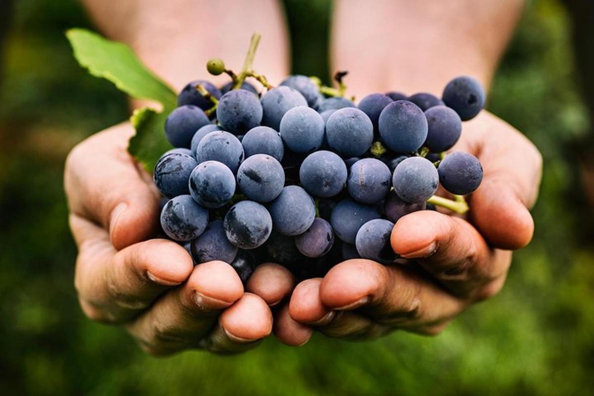 oseba, ki drži šopek vijoličnega grozdja