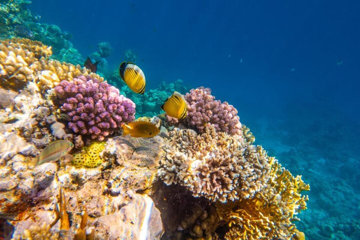 un gruppo di pesci su una barriera corallina
