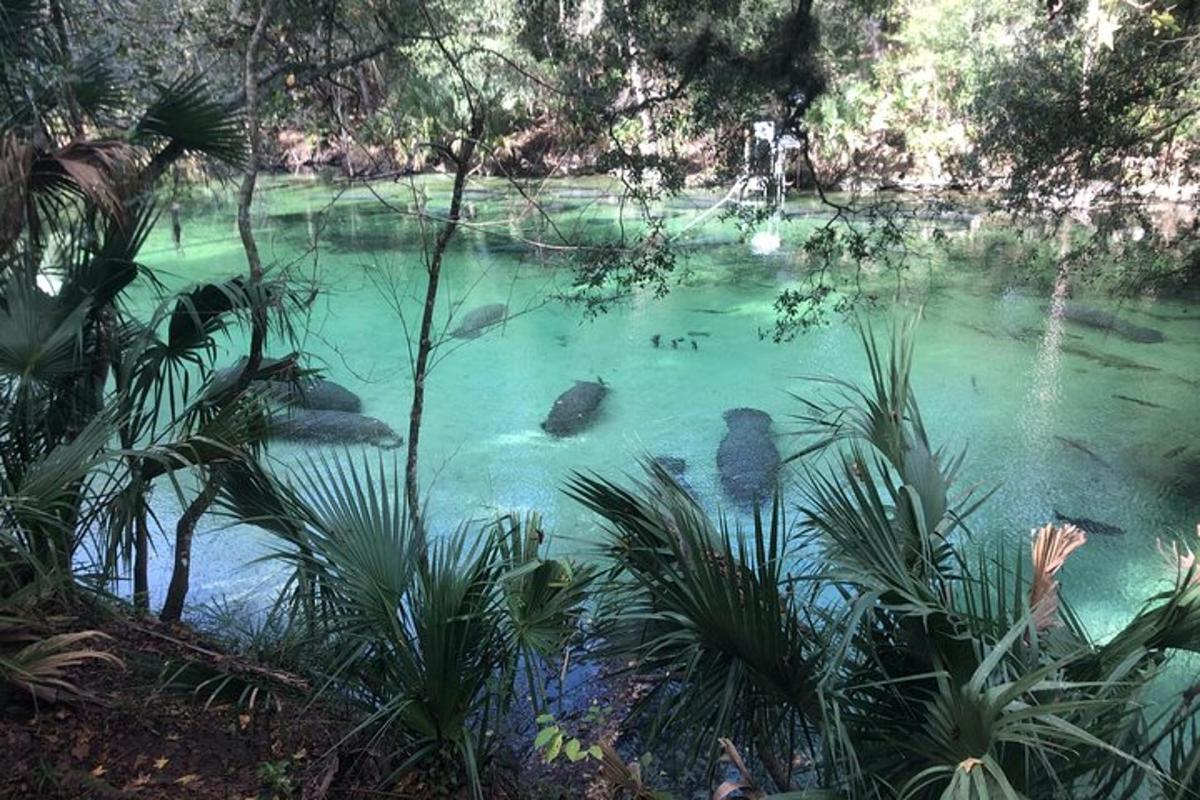 ein Pool mit grünem Wasser, Felsen und Pflanzen