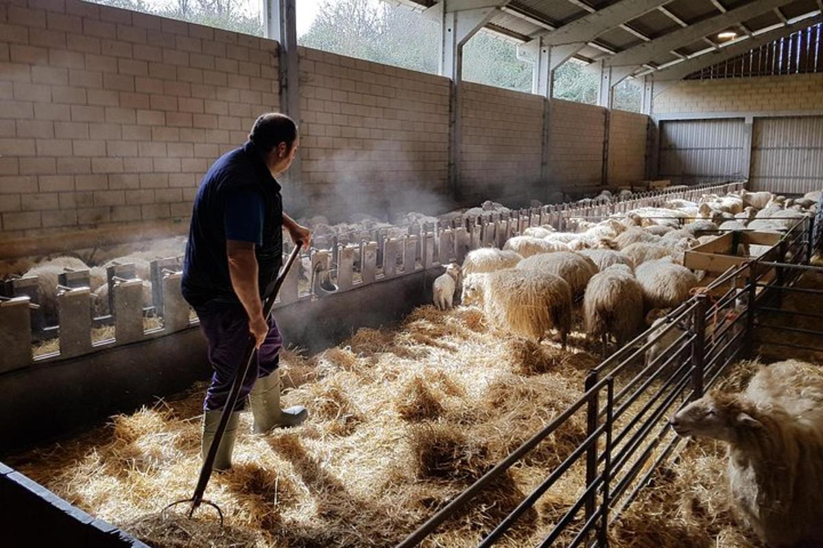 un uomo in piedi in una stalla con un gregge di pecore