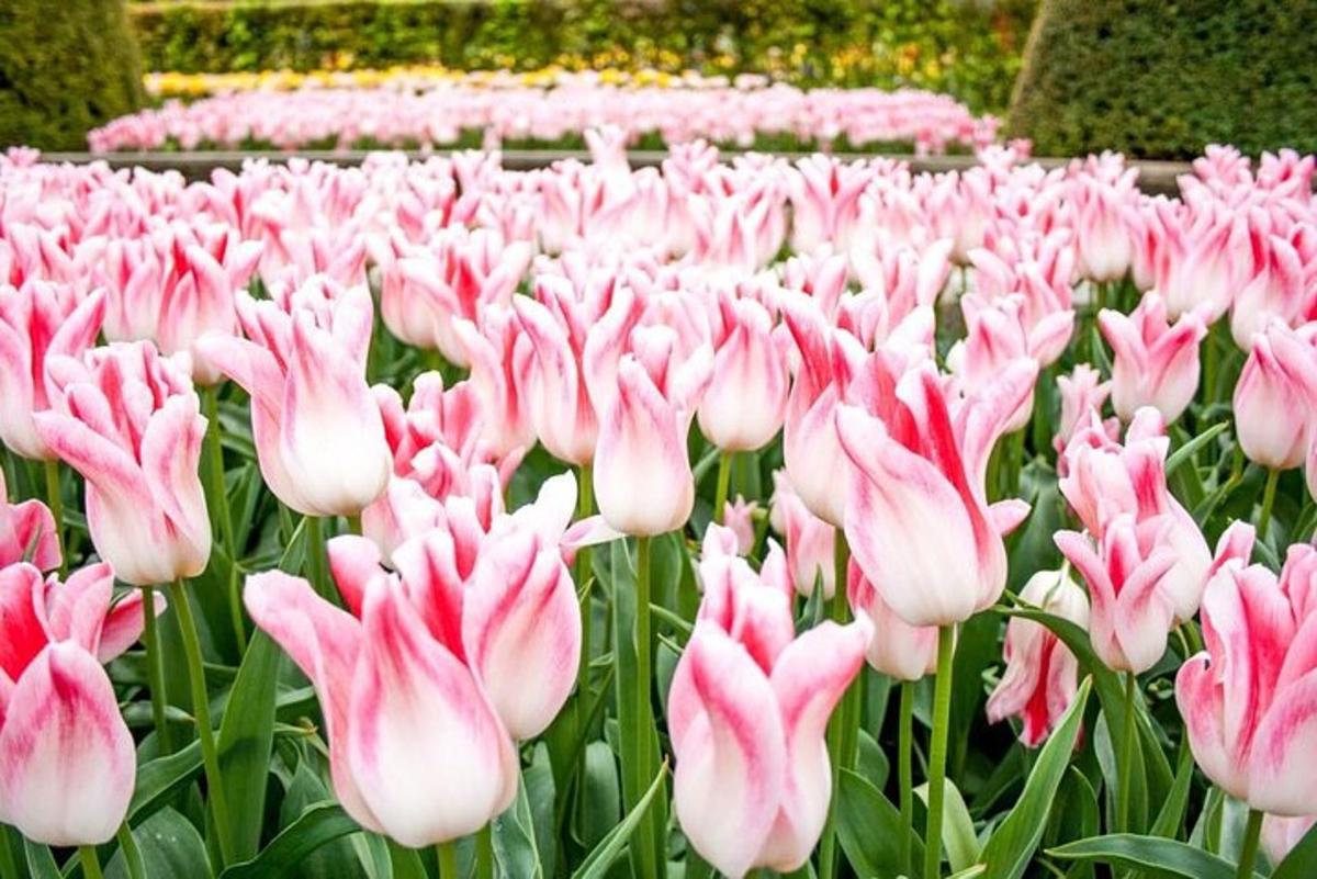 un ram de tulipes roses en un jardí