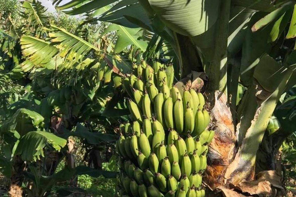 Lankytinos vietos ar pramogos nuotrauka numeris 2