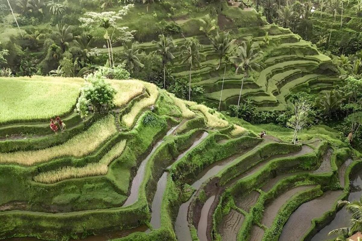 一片草地，人们在草地上行走