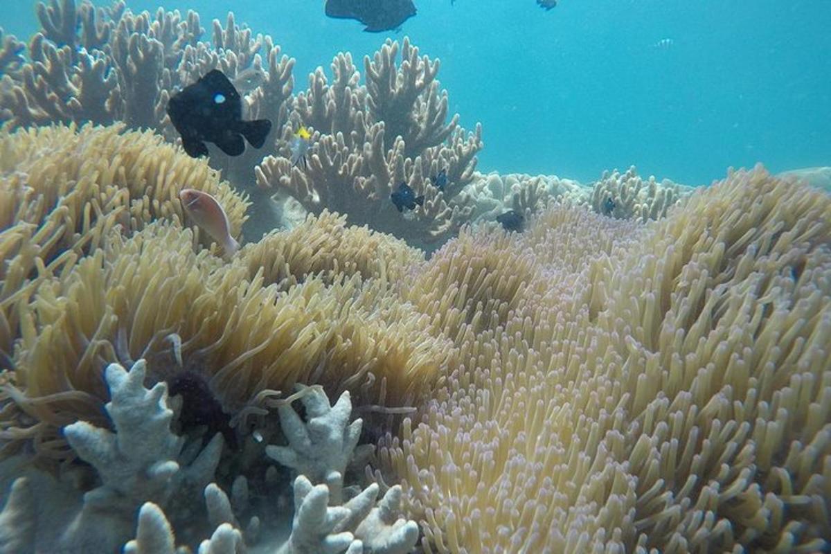 a coral reef with fish in the water