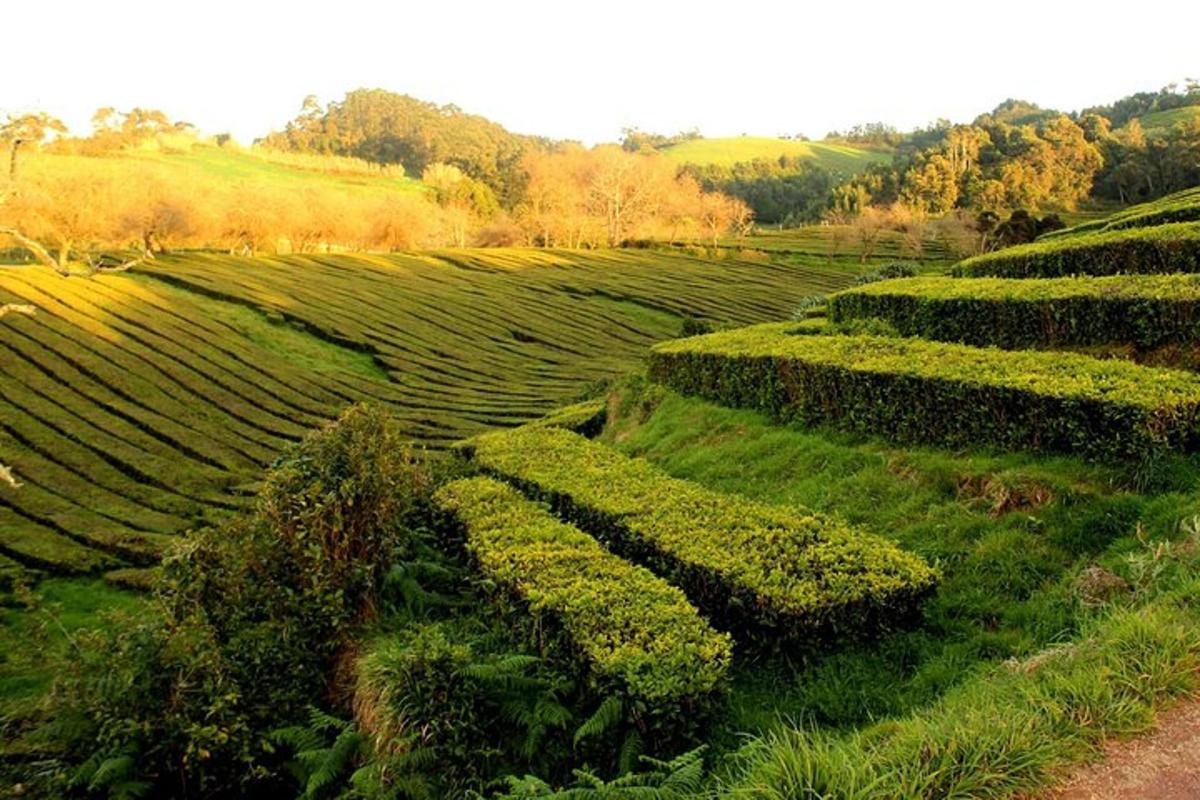 pemandangan udara padang hijau dengan semak