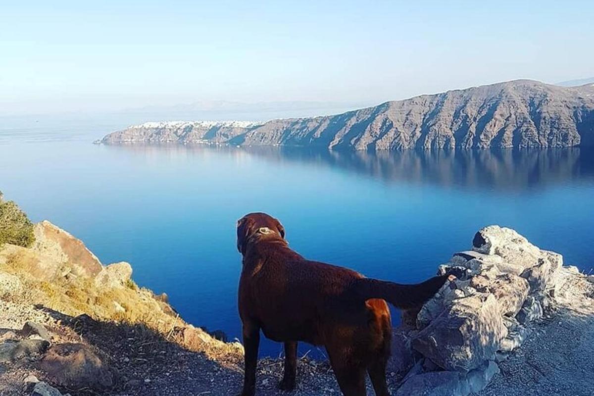 egy kutya áll egy hegy tetején, kilátással a vízre