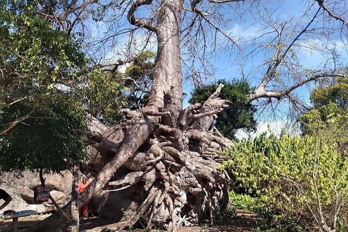 a large uprooting tree in the middle of a forest
