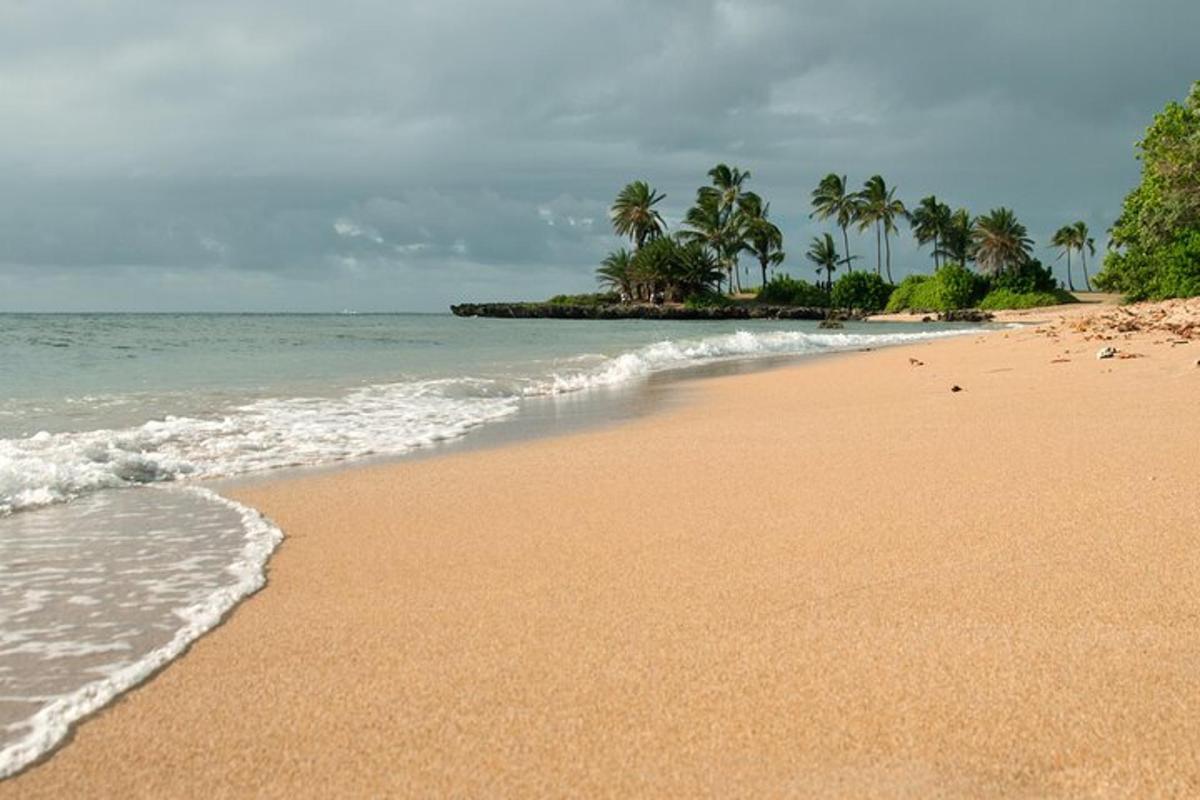 a sandy beach with palm trees and the ocean