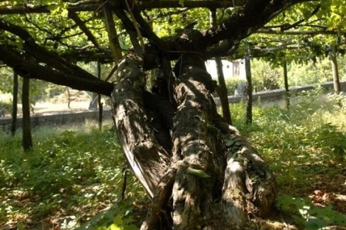 a close up of the trunk of a tree