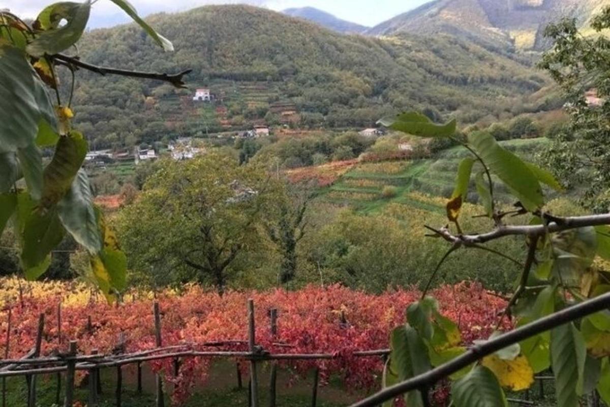 a view of a vineyard in the fall with colorful trees