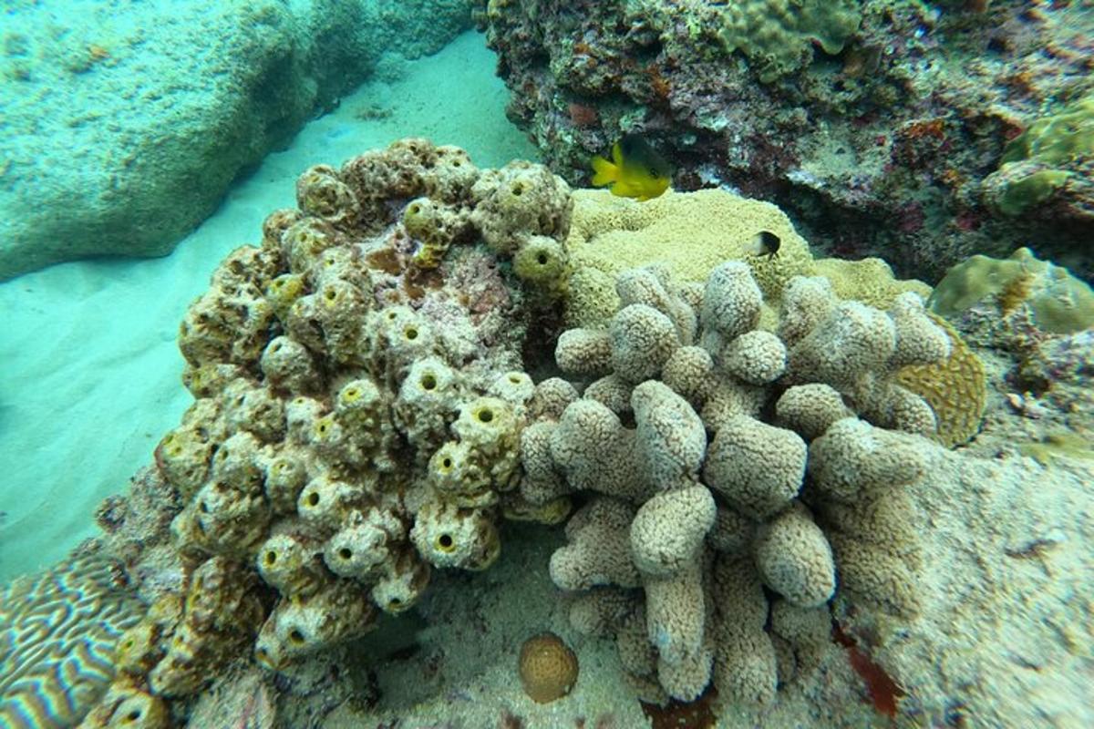 um close de um recife de coral no oceano