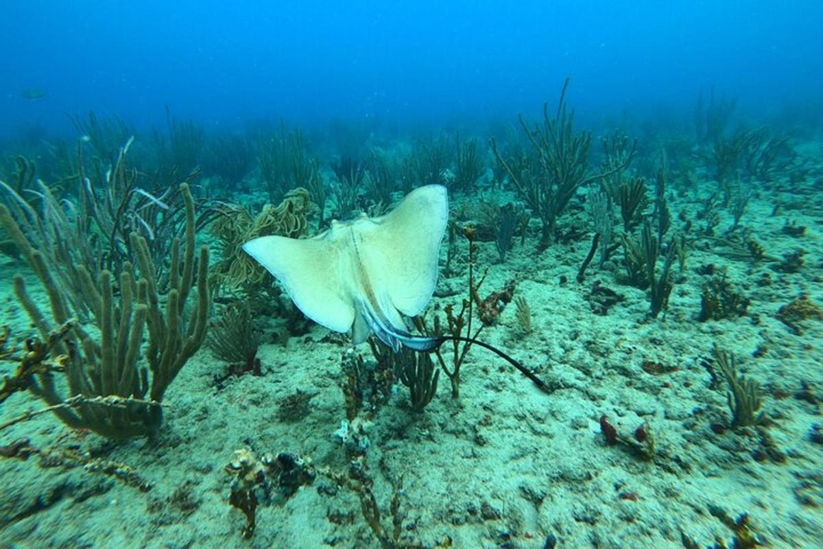 a stingray swimming in the ocean with reefs