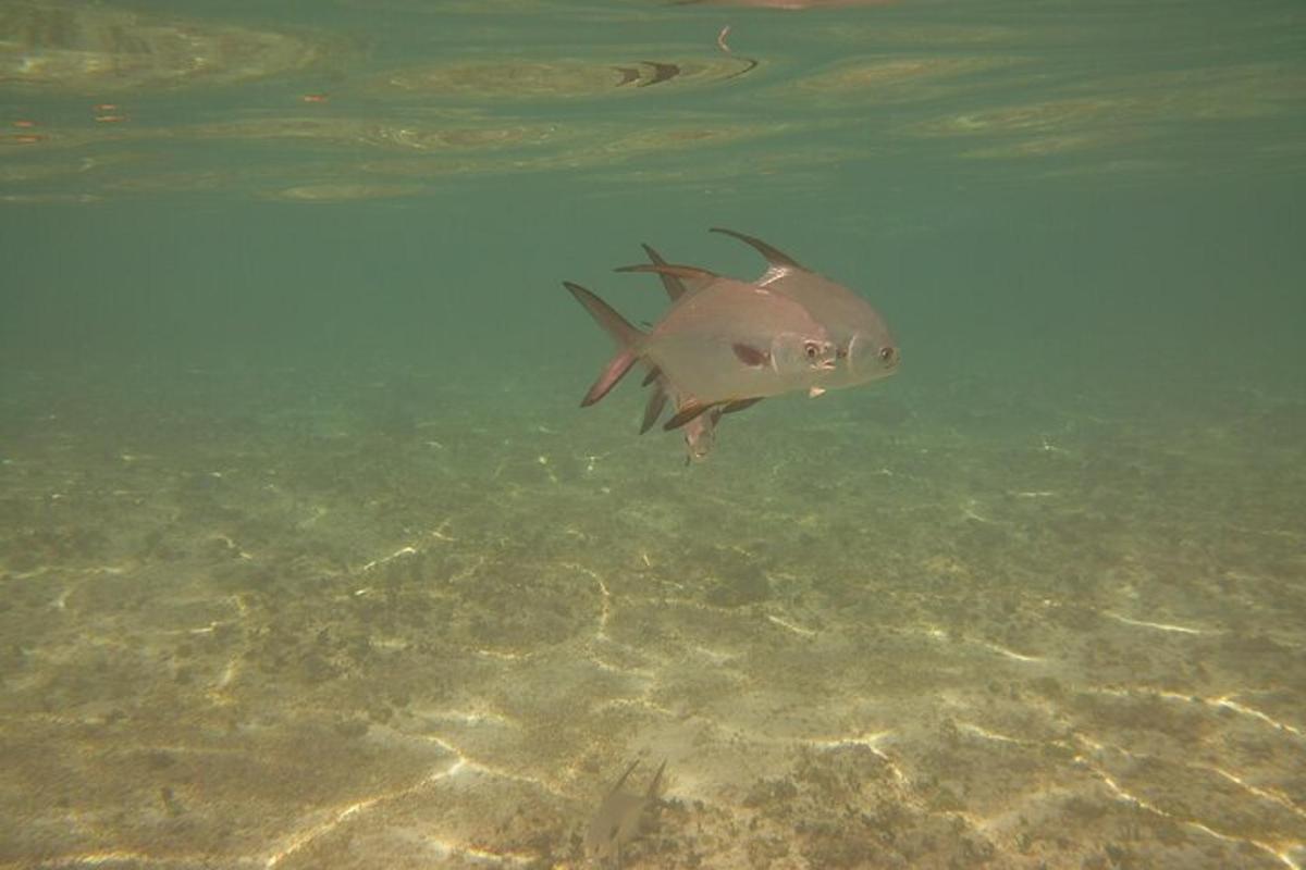 a fish is swimming in the water