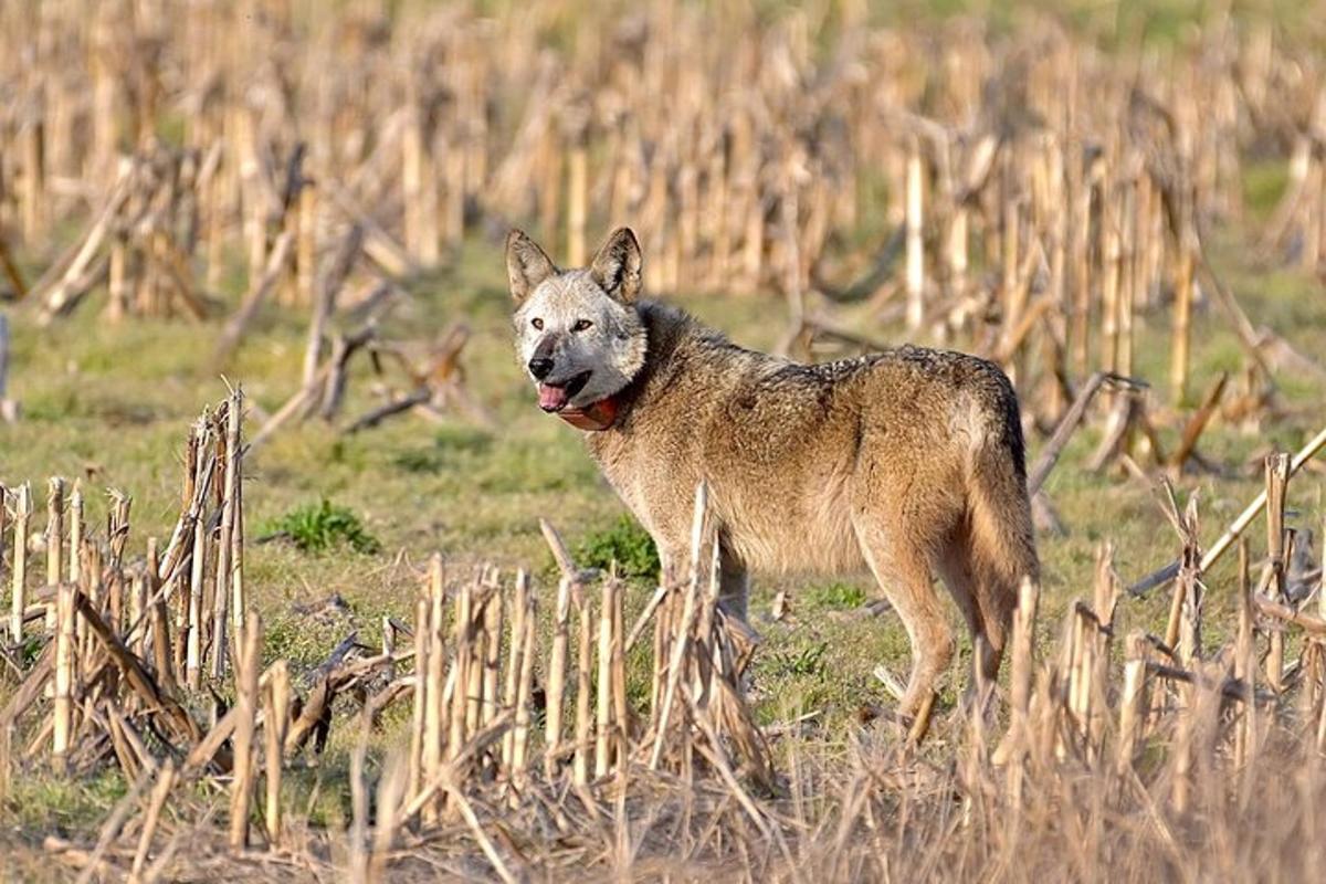 a dog standing in a field of grass