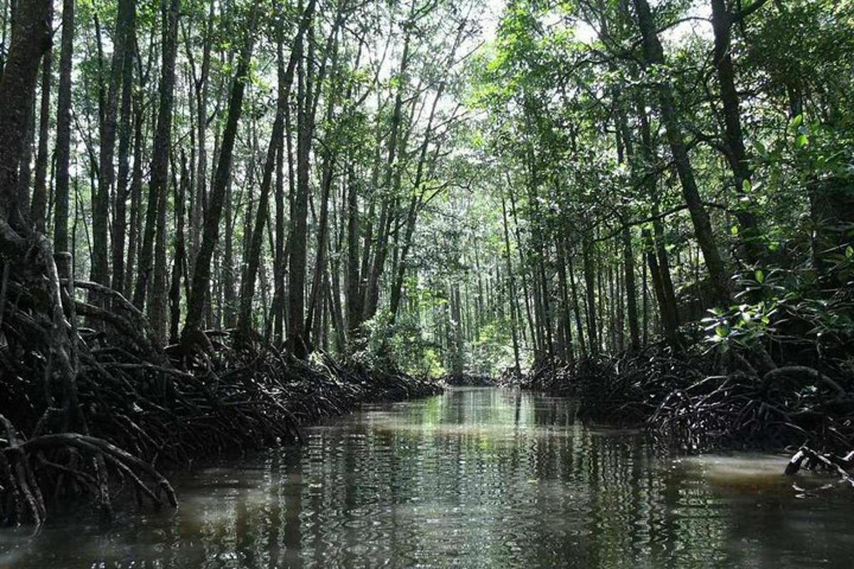 ein Bach in einem Wald mit Bäumen und Wasser