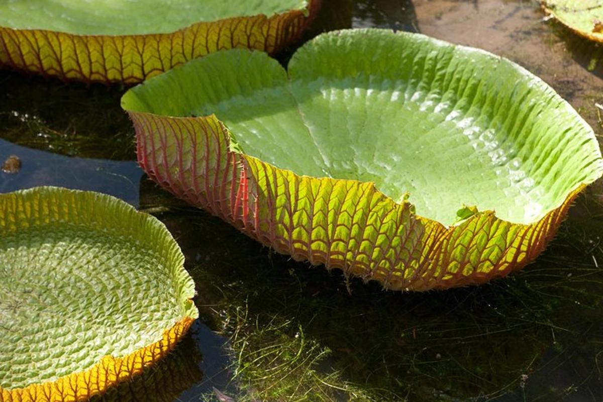 una grande pianta verde appoggiata a terra