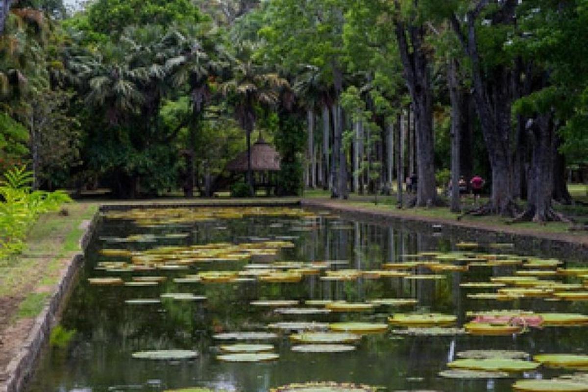 uno stagno di ninfee in un parco