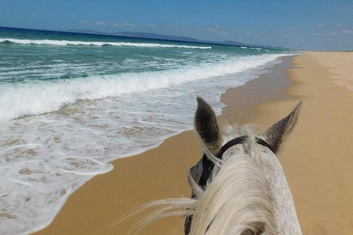 seekor kuda berjalan di pantai berhampiran lautan