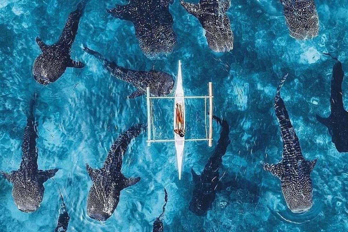 um grupo de estrelas-do-mar nadando na água